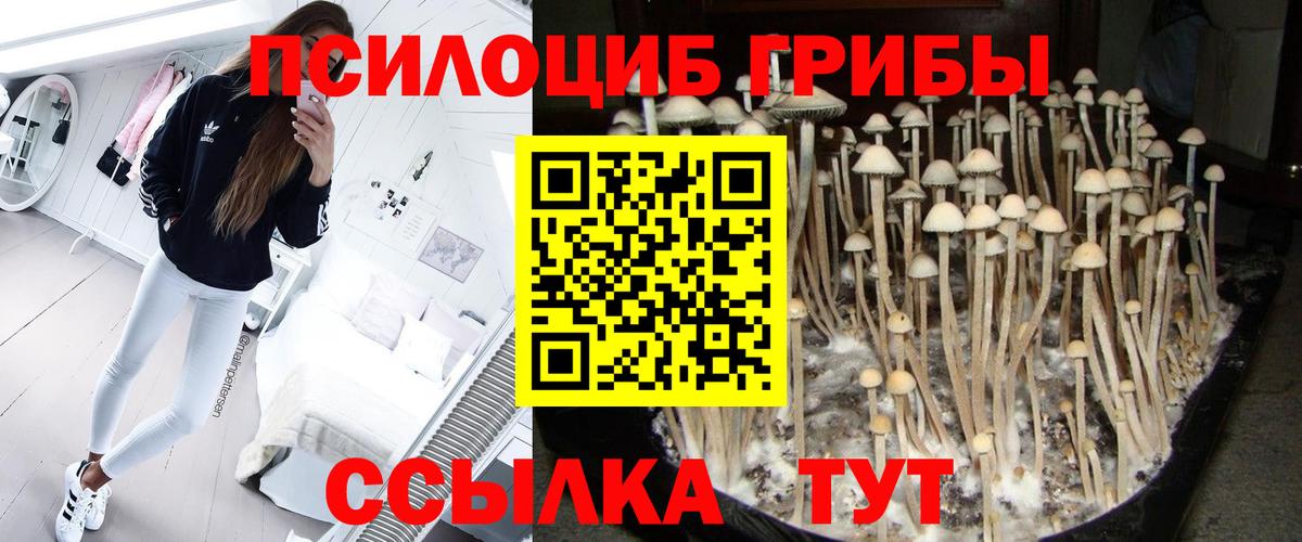 Псилоцибиновые грибы Psilocybe  Вход с VPN  Кумертау 
